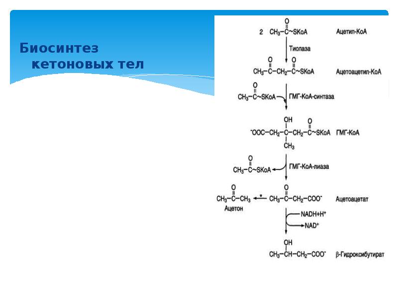 Схема образования кетоновых тел