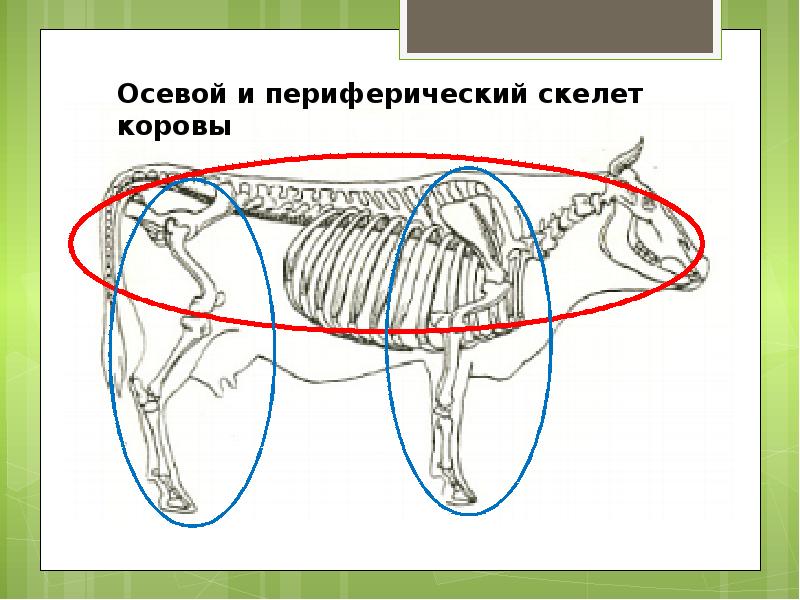 Презентация по анатомии животных