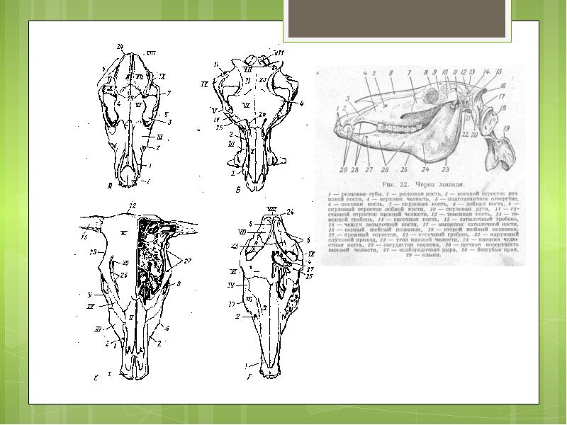 Череп лошади схема