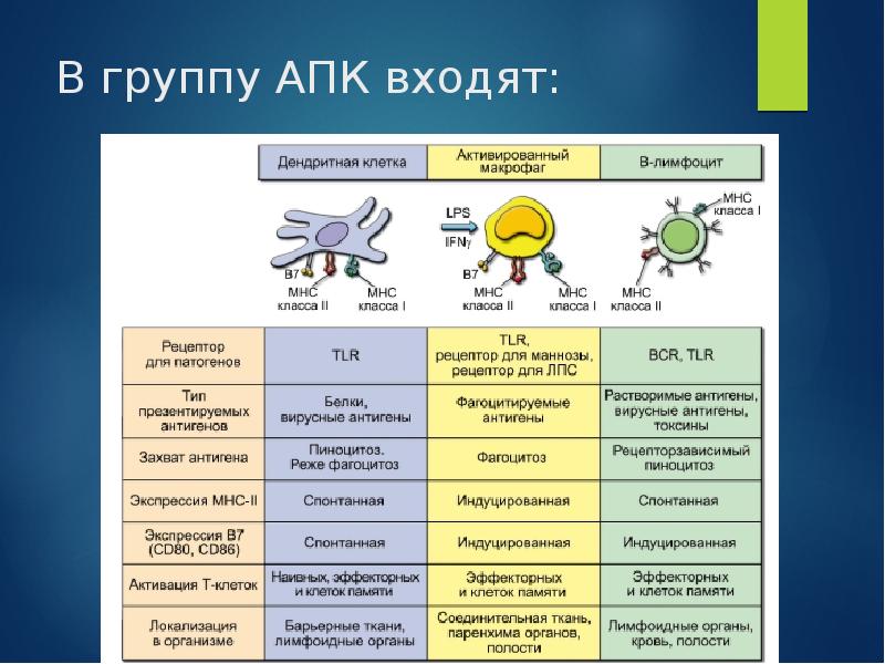 К презентации антигена способны