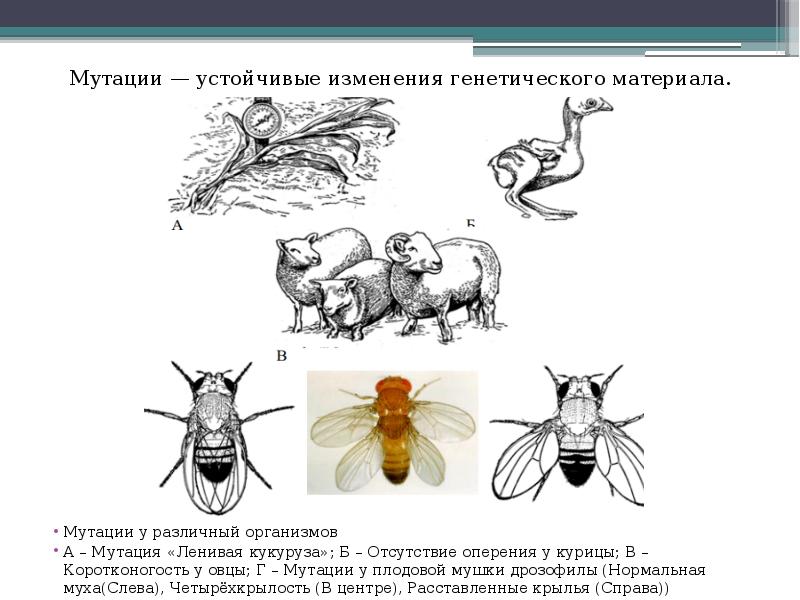 Летальные мутации презентация