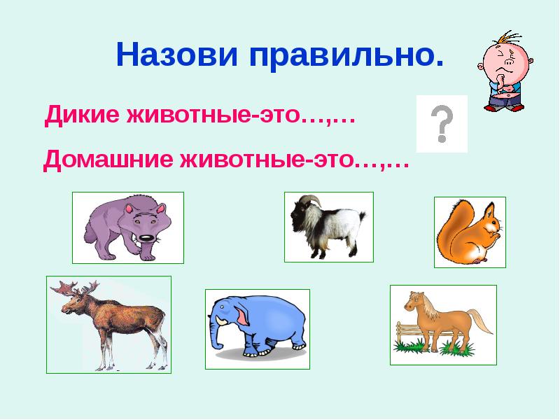 Назови правильный ответ. Назови правильно. Задания со звуком презентация животные. Домашние животные автоматизация звуков задания. Говори правильно презентация звук а.