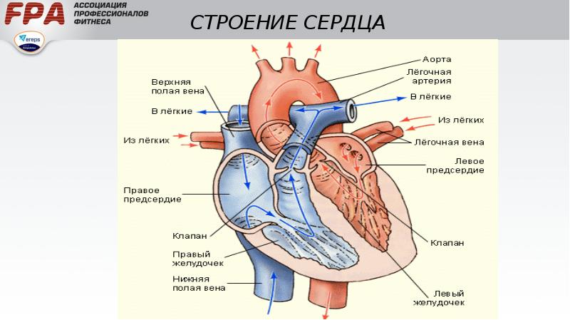 Строение сердца тест рисунок