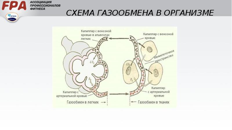 Контурная схема газообмена