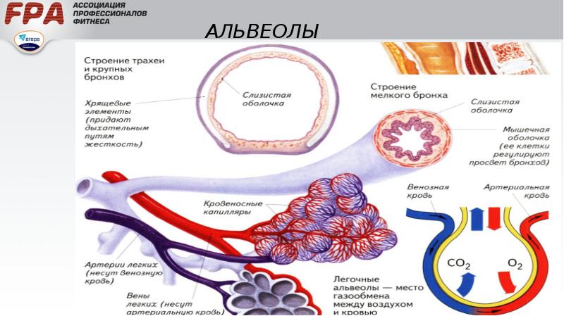 Какую функцию не выполняют поры кона стенки смежных альвеол