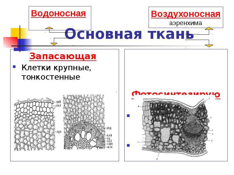 Основная ткань Фотосинтезирующая Клетки крупные, содержат хлоропласты Столбчатая, губчатая