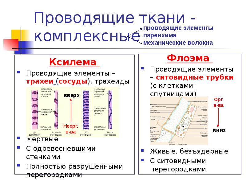Проводящие ткани - комплексные Ксилема  Проводящие элементы –трахеи (сосуды), трахеиды