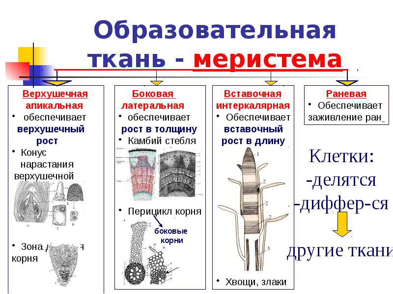 Образовательная ткань - меристема