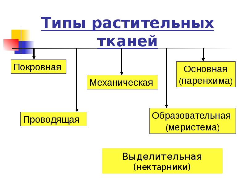 Типы растительных тканей