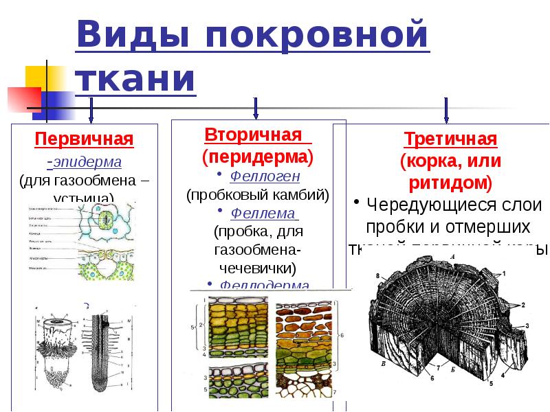Виды покровной ткани