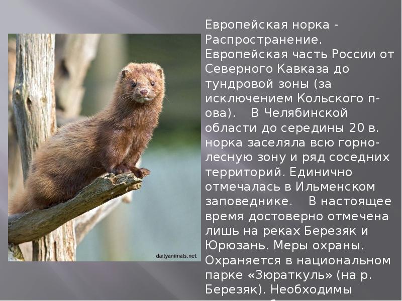 Косуля челябинской области фото