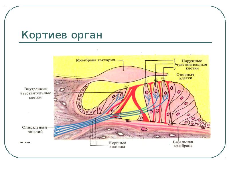 Кортиев орган презентация