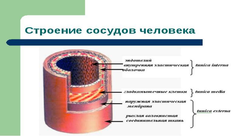 Схема строения сосудов человека