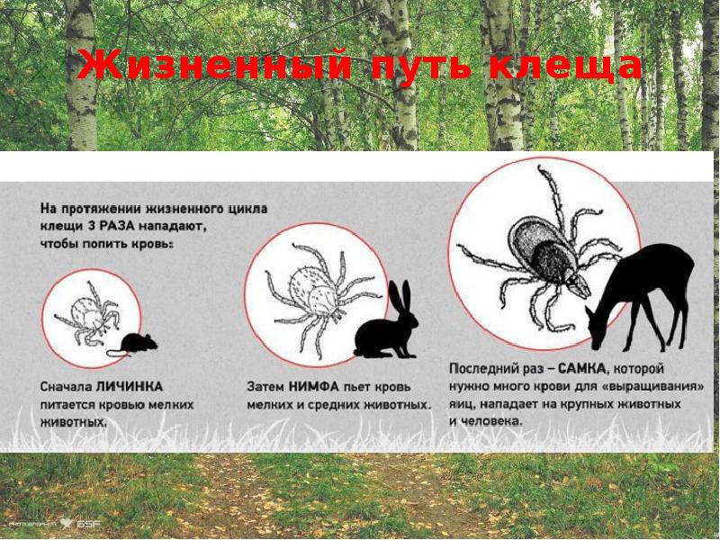 Осторожно клещи картинки презентация