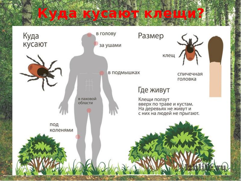 Проект на тему осторожно клещи