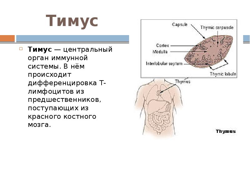 Презентация на тему тимус