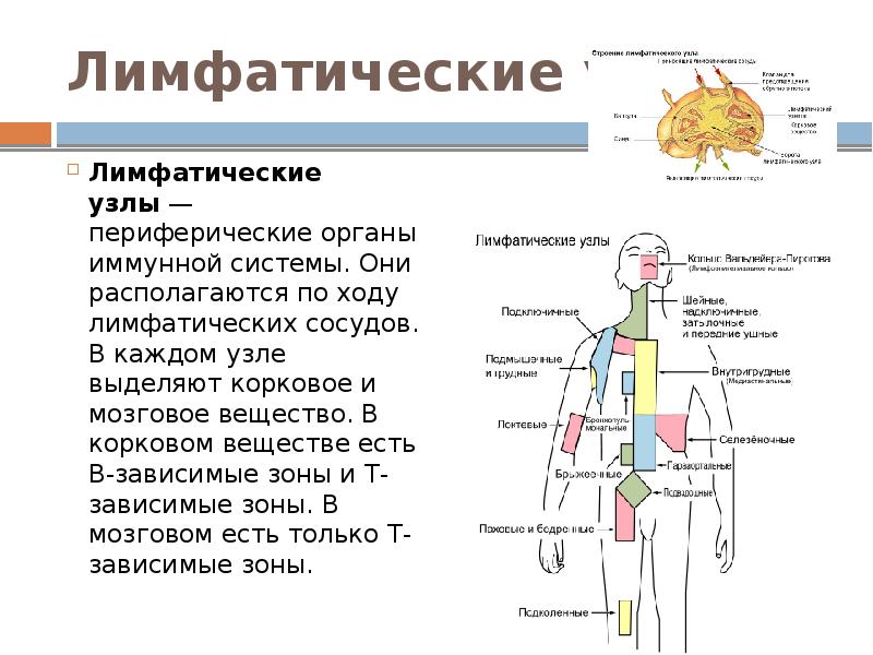 Лимфатические узлы. Периферические лимфатические узлы. Группы периферических лимфатических узлов. Корковое вещество лимфатического узла. Связь лимфатической системы с иммунной.