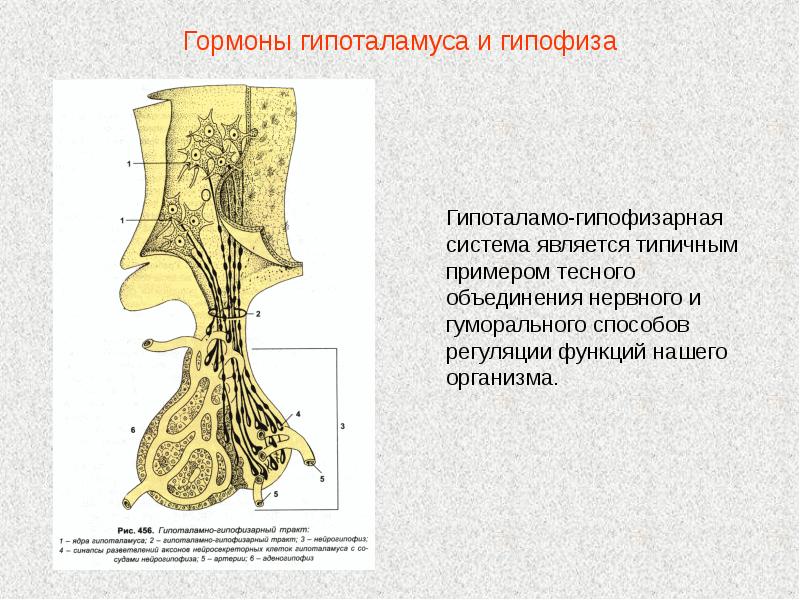 Гипоталамо гипофизарная система презентация