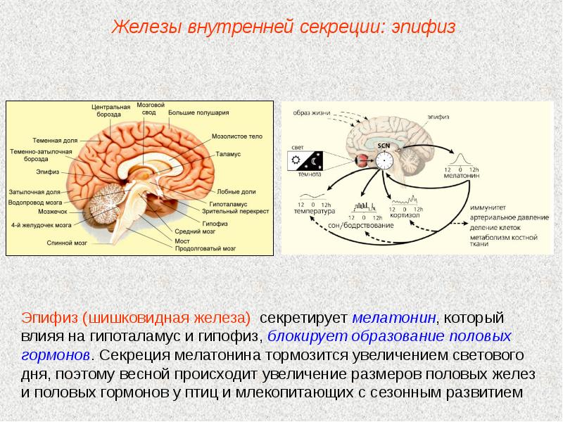 Гипофиз и эпифиз на рисунке отмечены цифрой