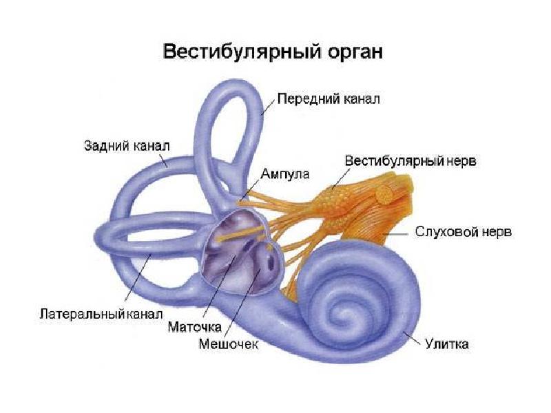 Вестибулярная сенсорная система презентация