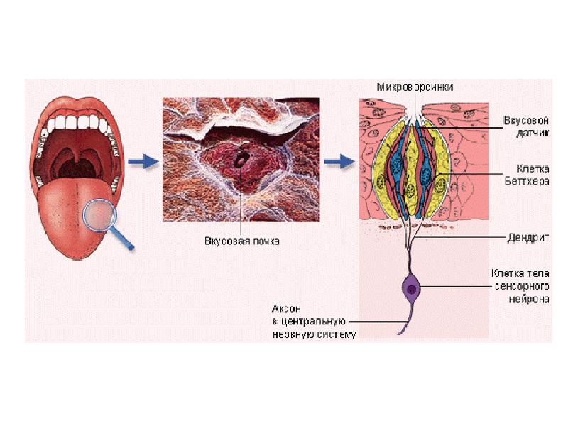 Вкусовая сенсорная система презентация