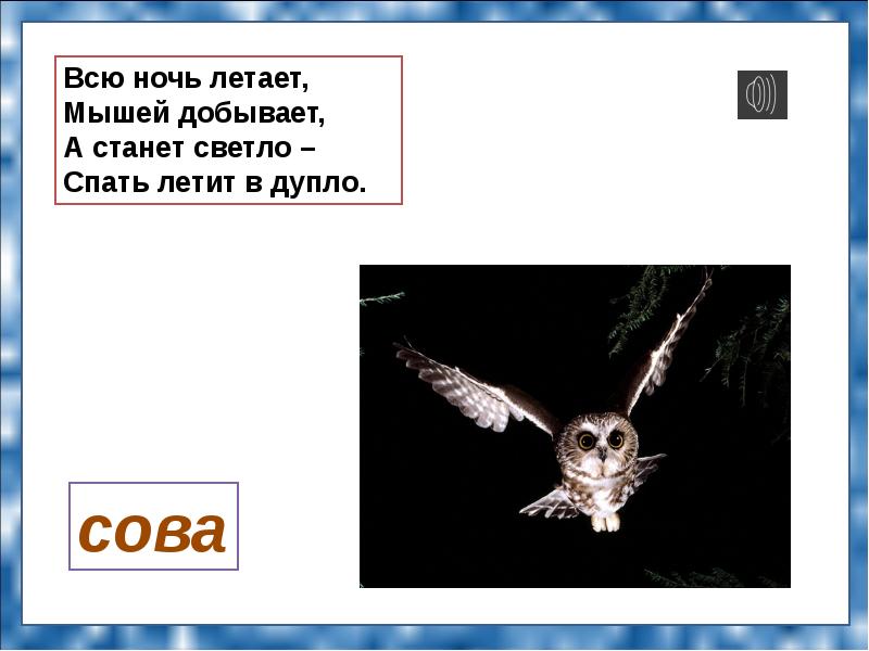 Всю ночь летает мышей добывает а станет светло спать летит в дупло. Животные которые не спят ночью.