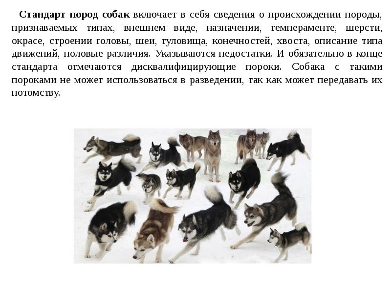 Стандарт породы. Стандарты пород собак. Модель стандарта породы собак. Пороки в породе немецкая овчарка. Модель текста стандарта породы собак.