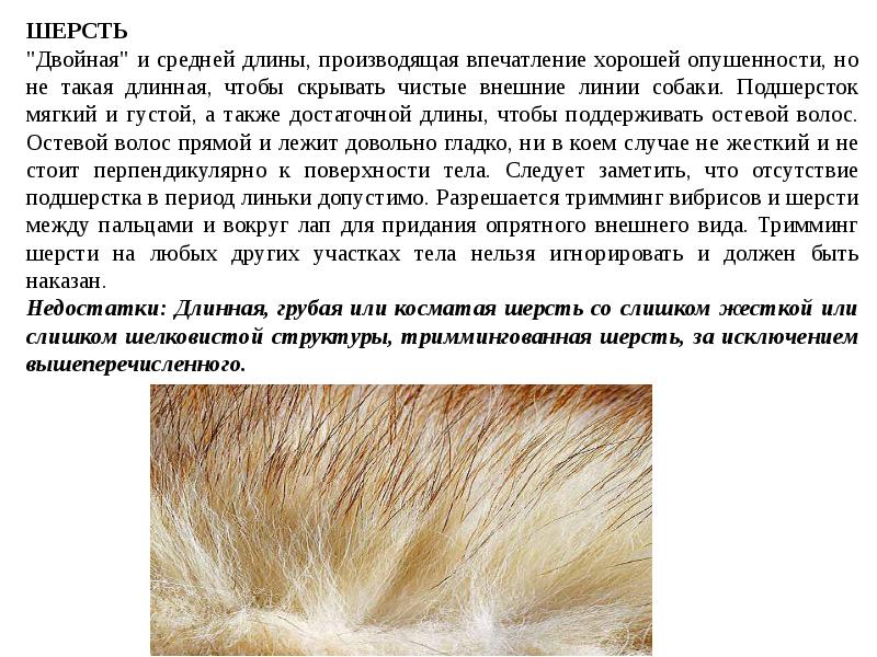 Что такое остевой волос у собаки