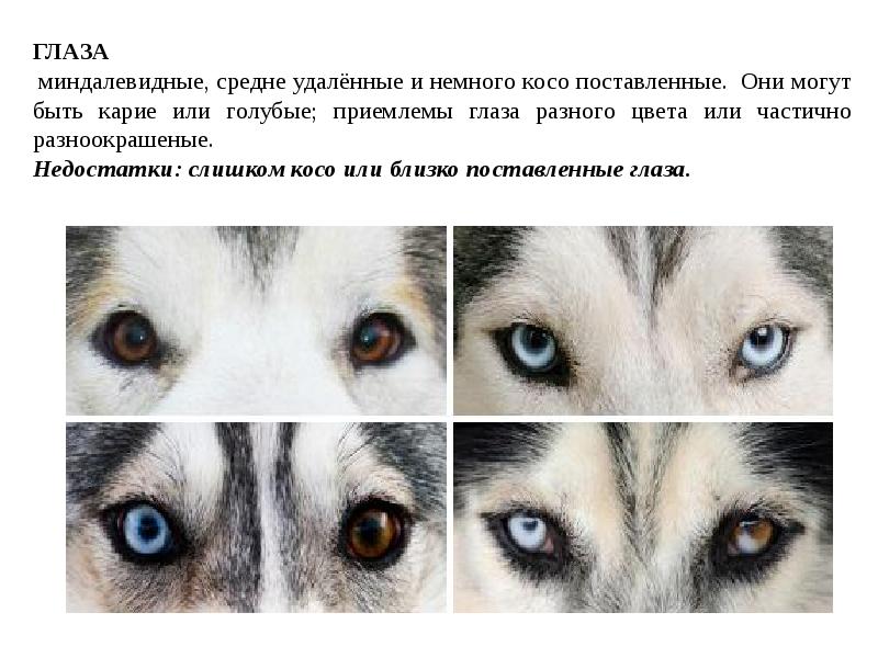 экстерьер конечностей собаки передние конечности. косо поставленный. книга смерть и оживление. щенок немецкой овчарки 4 месяца вид сзади. подпись через черточку.