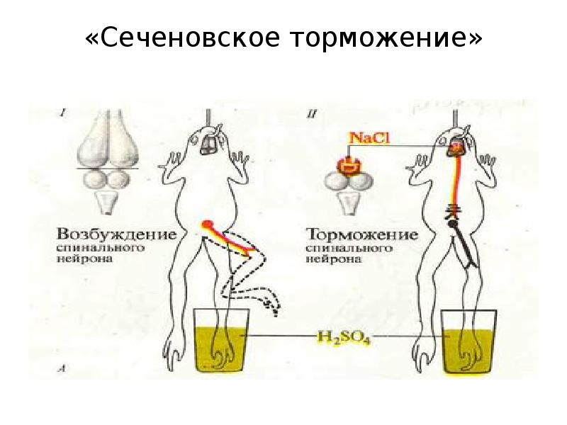 Тормозящее действие. Торможение рефлексов опыт Сеченова. Опыт Сеченова торможение в ЦНС. Торможение рефлексов опыт и.м Сеченова. Схема опыта Сеченова торможение.