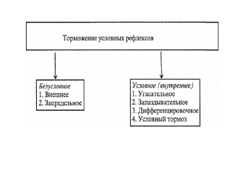 Образование и торможение условных рефлексов презентация