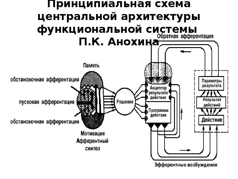 Принципиальная схема функциональной системы поведенческого уровня