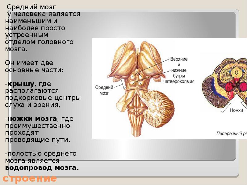 Презентация на тему средний мозг - 93 фото