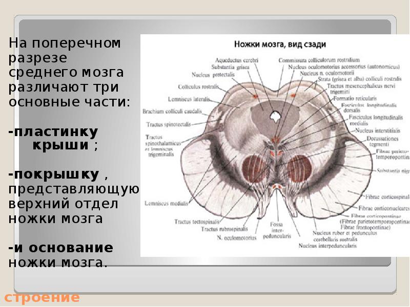 Презентация средний мозг анатомия