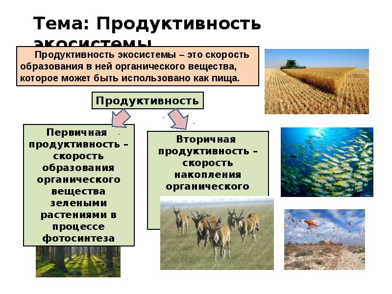 Виды биологической продуктивности. Продуктивность экосистем. Продуктивность агроэкосистемы. Первичная продуктивность экосистемы. Биологическая продуктивность экосистем.