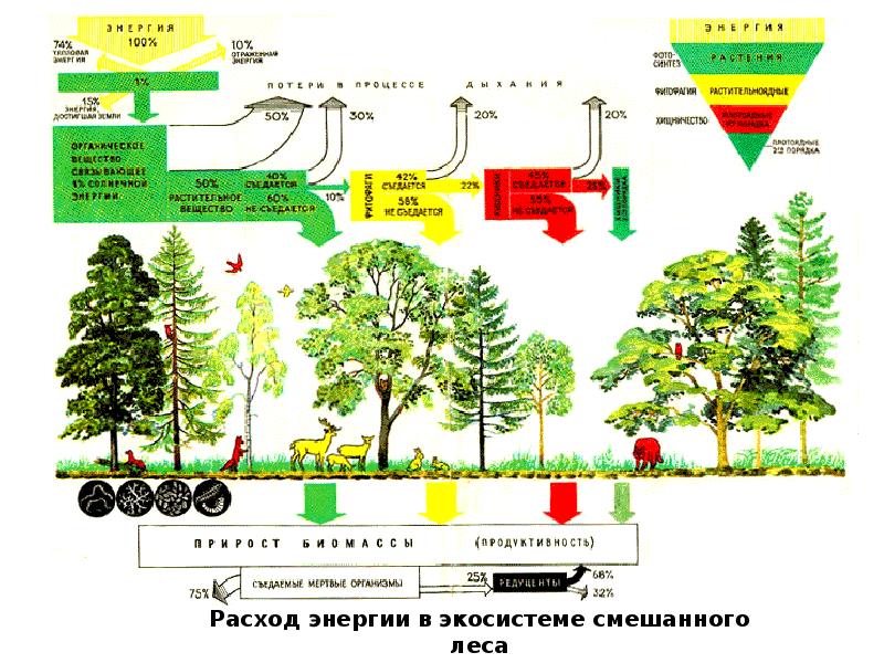 Проект на тему пути повышения биологической продуктивности в искусственных экосистемах