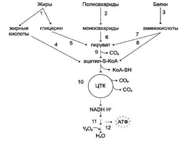 Общая схема катаболизма питательных веществ в организме