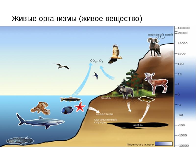 Живое вещество биосферы картинки