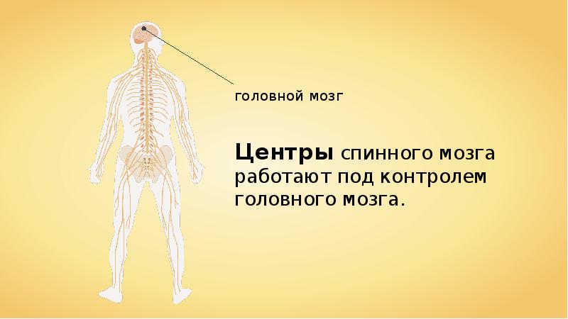 Спинной и головной мозг презентация 8 класс биология