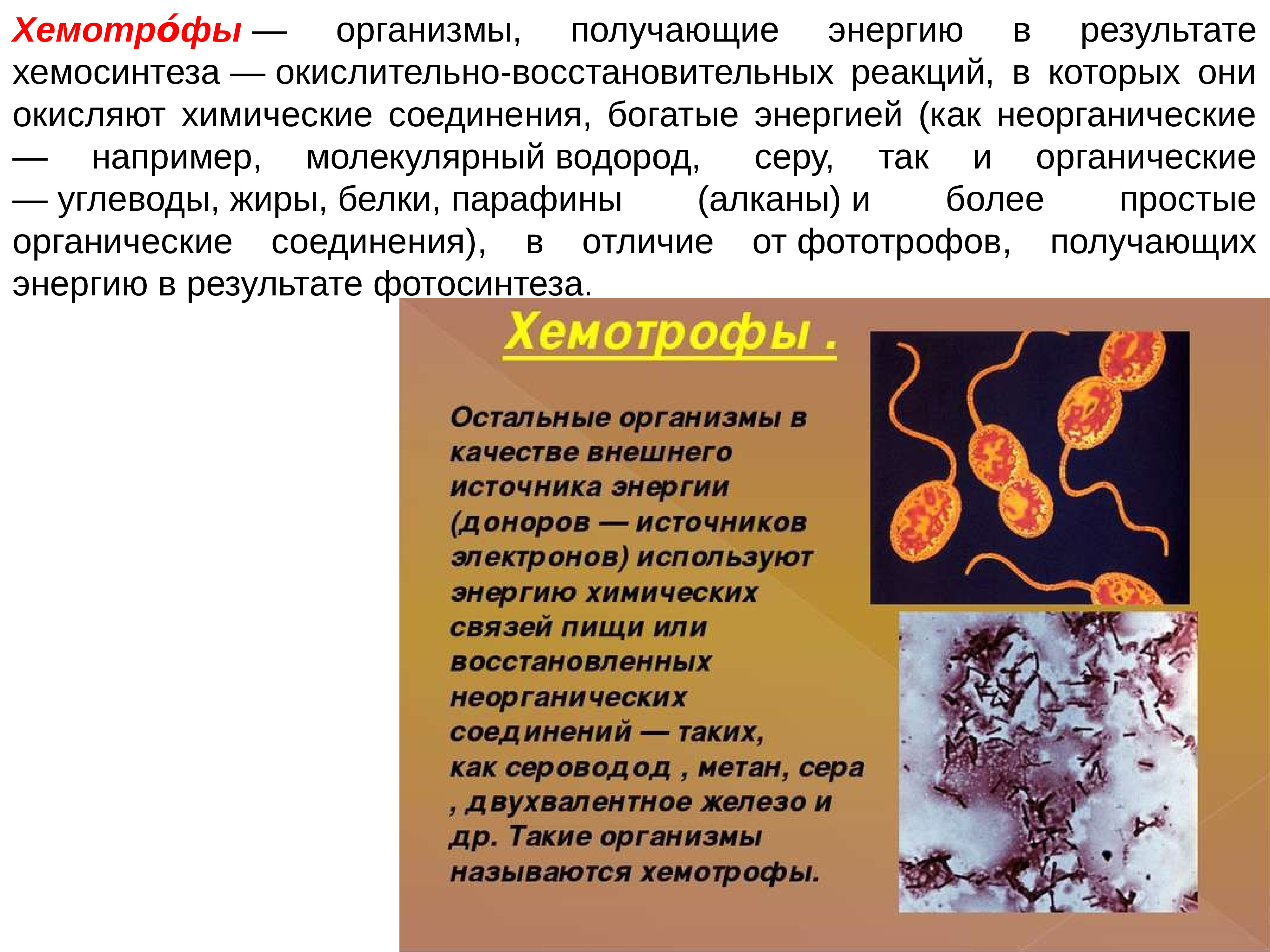 Фото и хемотрофы примеры