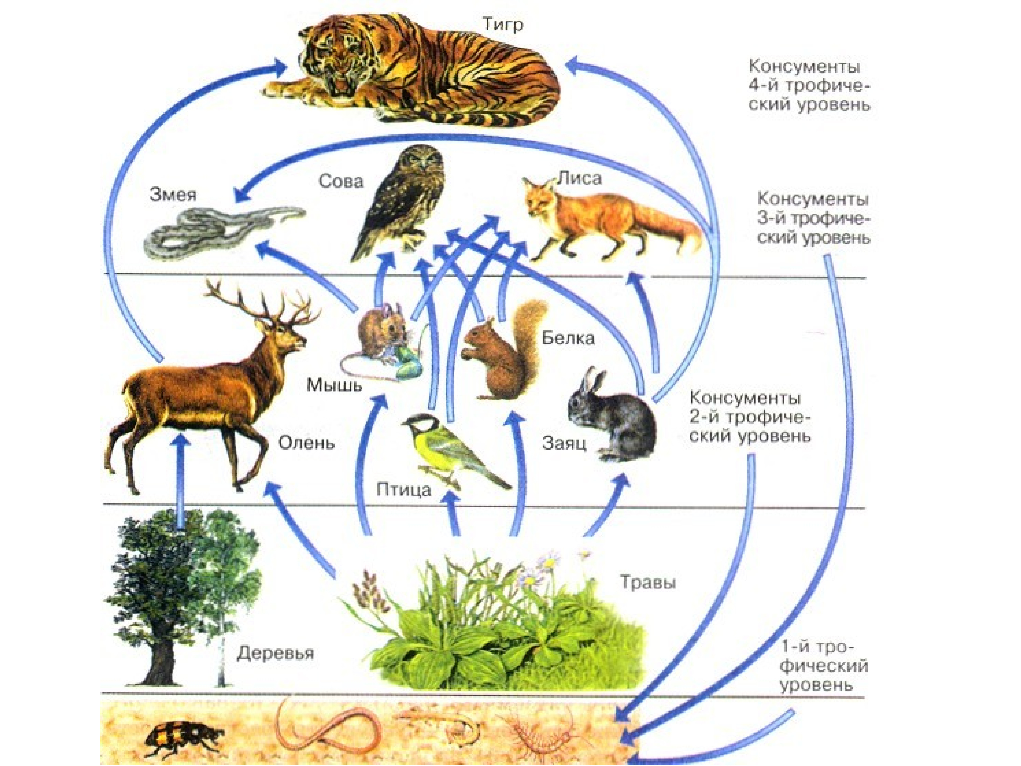 Вопросы по биологии природные сообщества. Цепь питания животных в широколиственных лесах. Пищевая цепь пищевая сеть трофические уровни. Цепи питания животных консументы редуценты. Трофическая структура сообщества.