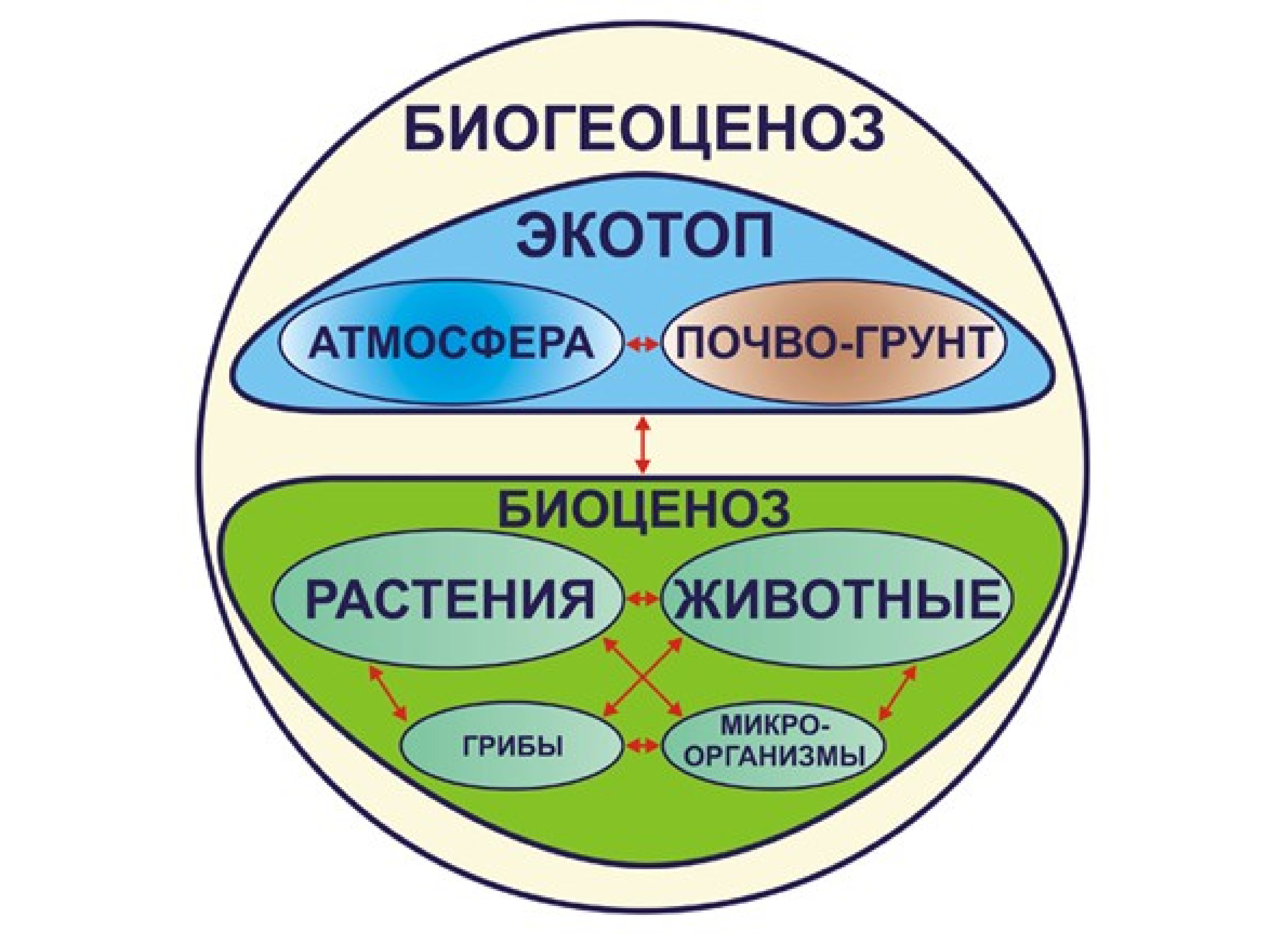 Структура экосистемы Экотоп Биота