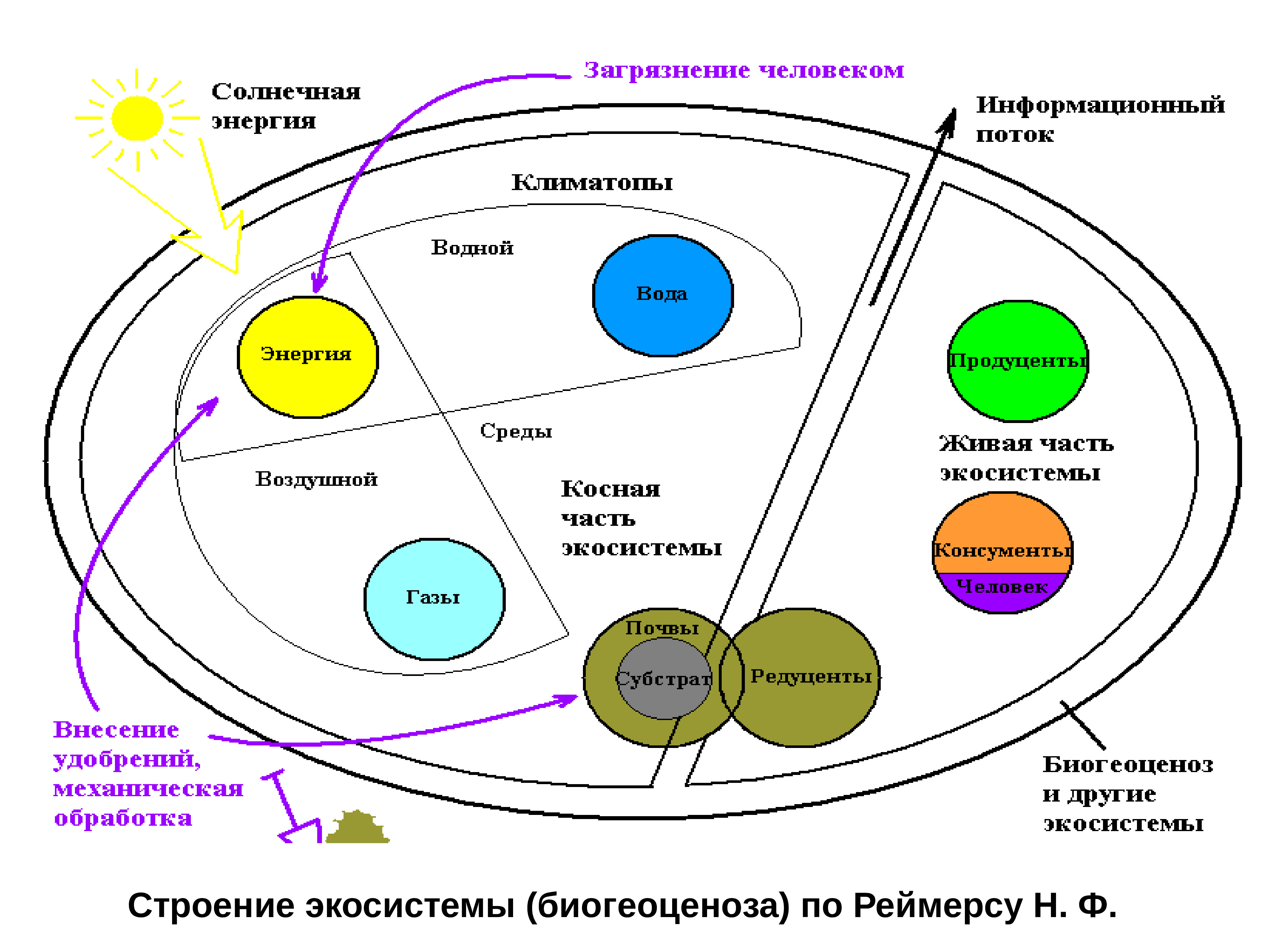 Энергии среды. Строение экосистемы (по н.ф. Реймерсу). Экосистема биогеоценоз структура экосистемы. Строение экосистемы по Реймерсу. Структура экологической системы схема.