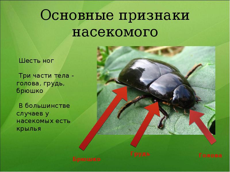 Какие среды освоили жуки. Шесть ног у насекомых. Признаки насекомых 6 ног. Брюшко насекомых. Насекомые голова брюшко.