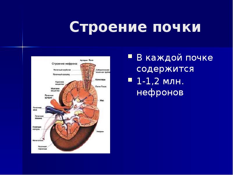 Строение и строение почек презентация 8 класс