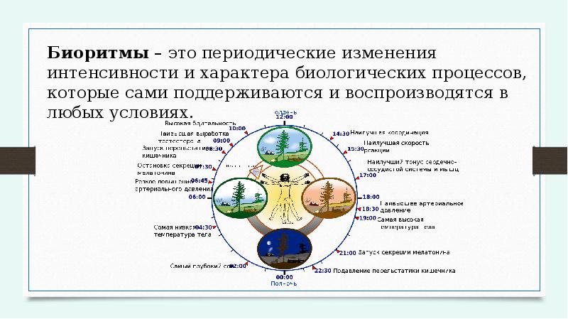 Биоритмы и хронопатология презентация