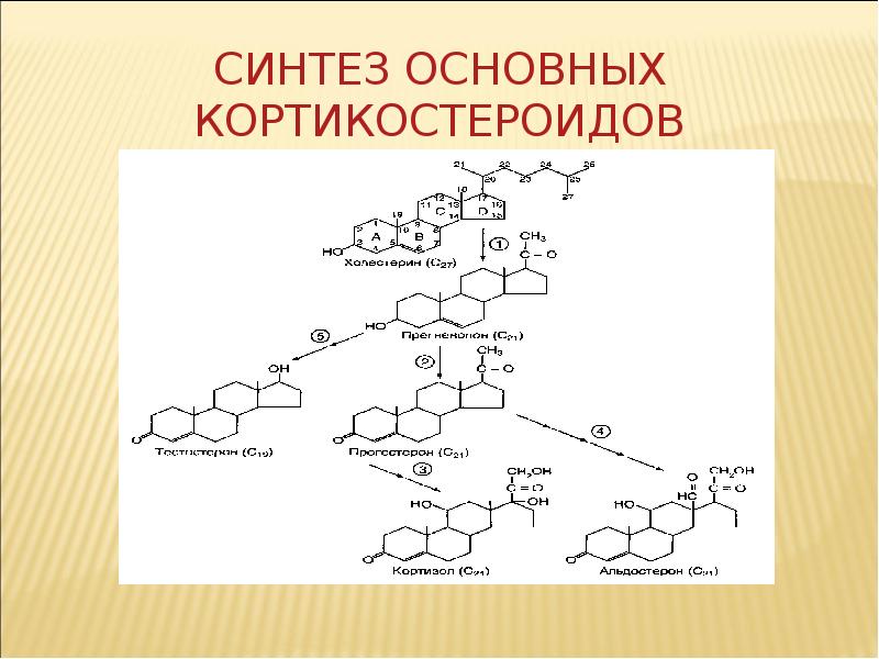 Основной синтез