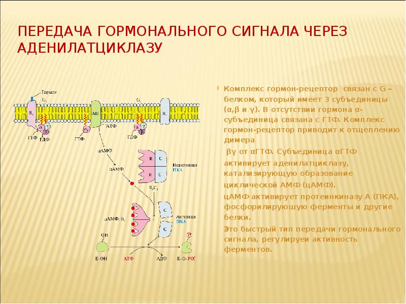 Вторичным посредником передачи гормонального сигнала может быть. Системы вторичных посредников действия гормонов. Вторичным посредником передачи гормонального сигнала может быть. Вторичным посредником передачи гормонального сигнала может быть. Вторичным посредником передачи гормонального сигнала может быть.