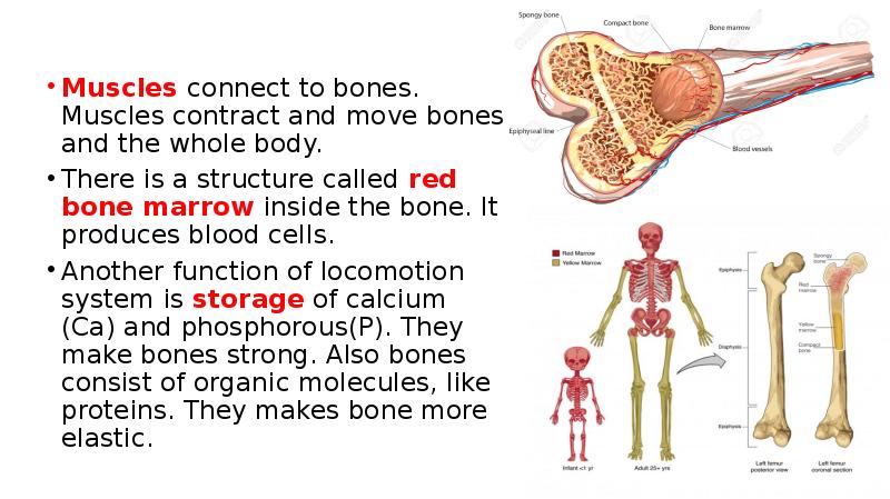 Muscles connect to bones. Muscles contract and move bones and the Muscles connect to bones. Muscles contract and move bones and the