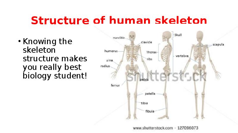 Structure of human skeleton
Knowing the skeleton structure makes you really Structure of human skeleton
Knowing the skeleton structure makes you really